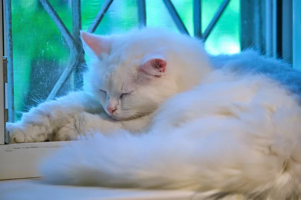 Krásná Bílá Kočka Leží Okně — Stock fotografie