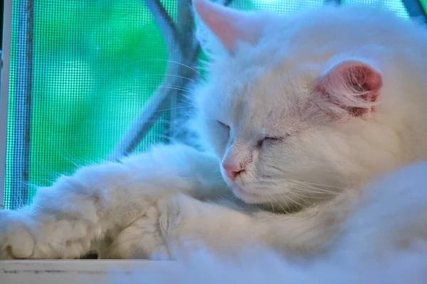 Красивая Белая Кошка Лежит Окне — стоковое фото