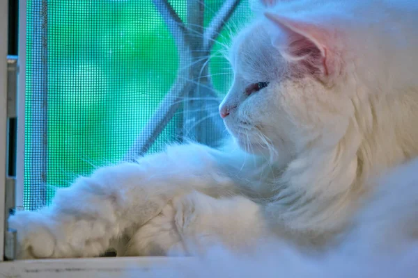 Beautiful White Cat Lies Window — Stock Photo, Image