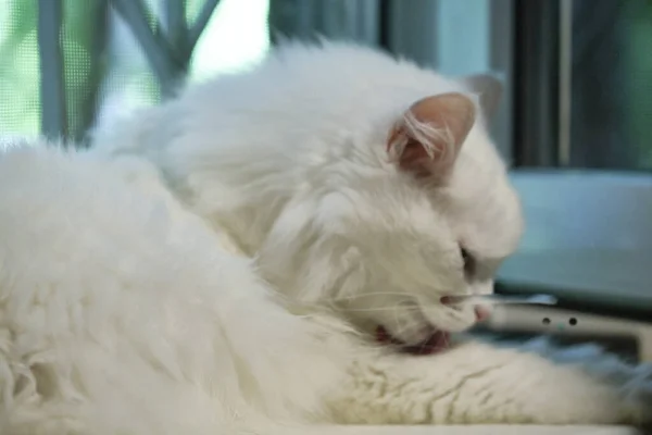 Bellissimo Gatto Bianco Trova Sulla Finestra — Foto Stock