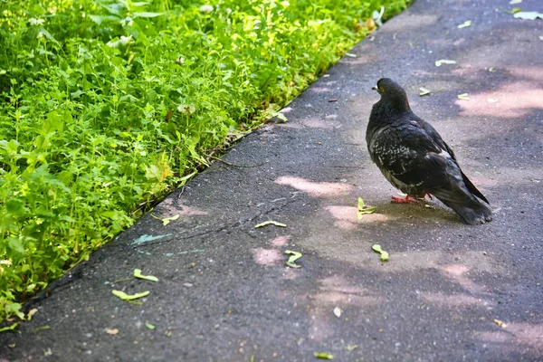 街上的鸽子走在柏油路上 — 图库照片