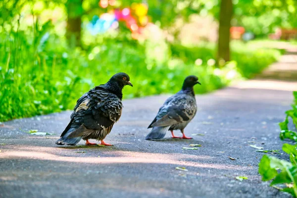 Deux Pigeons Rue Vont Sur Asphalte — Photo