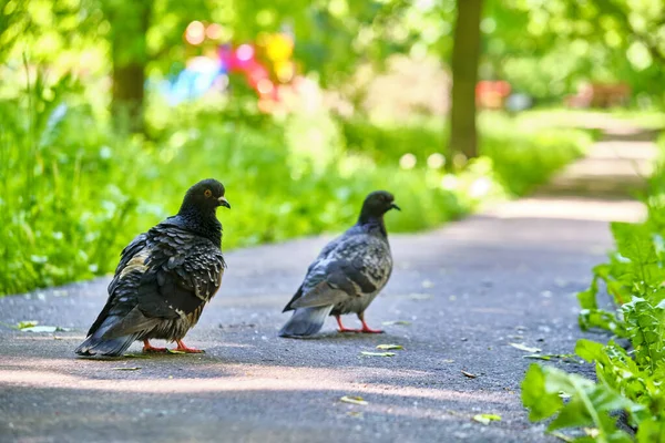 Deux Pigeons Rue Vont Sur Asphalte — Photo