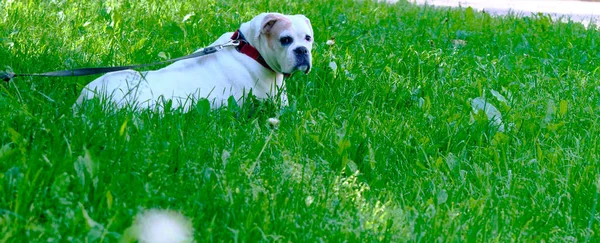 Белая Собака Лежит Зеленой Траве Генерального Плана — стоковое фото