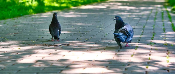 Deux Pigeons Rue Vont Sur Asphalte — Photo