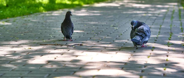 Dois Pombo Rua Vai Asfalto — Fotografia de Stock