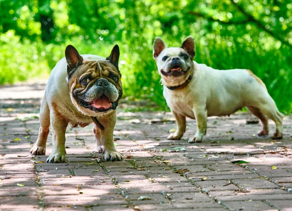 Twee Charmante Bulldogs Algemeen Plan — Stockfoto