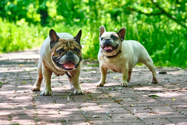 Dos Encantadores Bulldogs Plan General — Foto de Stock