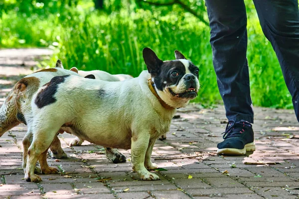 Twee Bulldogs Aan Voeten Van Een Man Algemeen Plan — Stockfoto