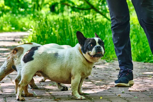 Due Bulldog Piedi Piano Generale Uomo — Foto Stock