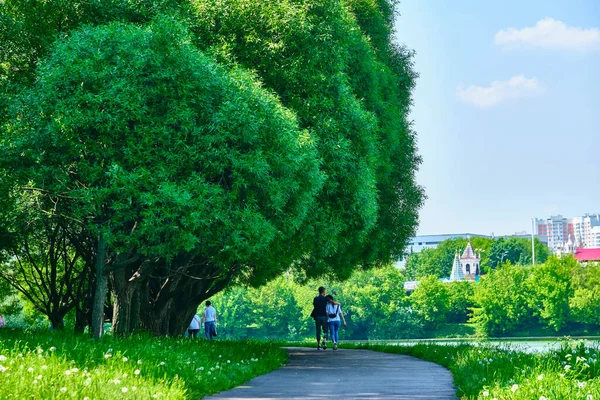 公园里毛茸茸的树下美丽的小巷 — 图库照片