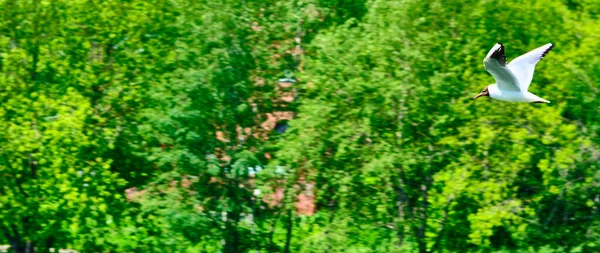 Чайки Летят Фоне Дерева Голубое Небо Над Цветом — стоковое фото
