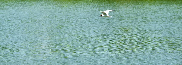 Weiße Möwe Fliegt Über Wasser — Stockfoto