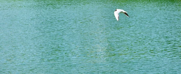 Weiße Möwe Fliegt Über Wasser — Stockfoto