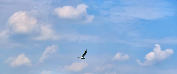Weiße Möwe Fliegt Der Luft Gegen Den Blauen Himmel — Stockfoto