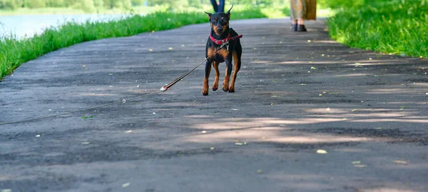 Mini Doberman Erge Sull Asfalto — Foto Stock