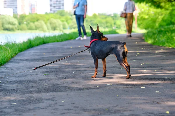 Mini Doberman Staat Het Asfalt — Stockfoto