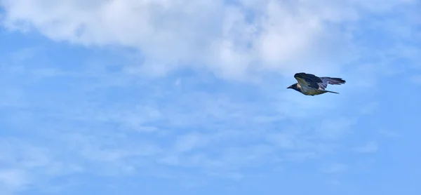 Corbeau Vole Magnifiquement Dans Ciel Plan Général — Photo