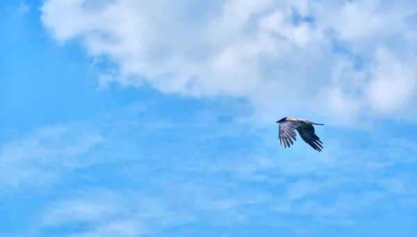 Crow Zboară Frumos Planul General Cerului — Fotografie, imagine de stoc