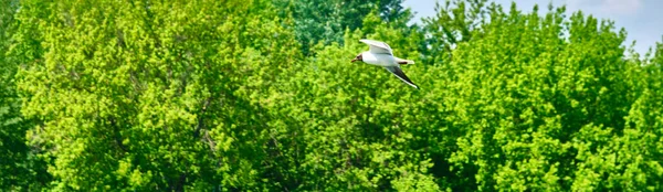 Möwen Fliegen Auf Baumhintergrund Und Blauer Himmel Über Der Farbe — Stockfoto