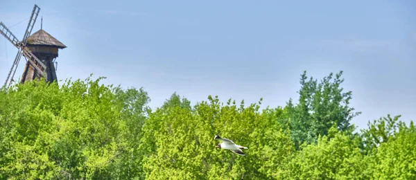Gaivotas Voando Fundo Árvore Céu Azul Sobre Cor — Fotografia de Stock