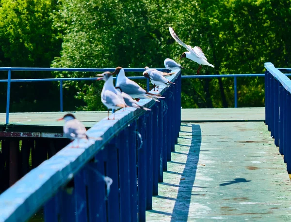 White Seagulls Sit Wharf — Stock Photo, Image