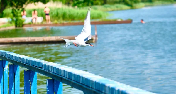 Witte Vogel Stijgt Vanaf Kade — Stockfoto