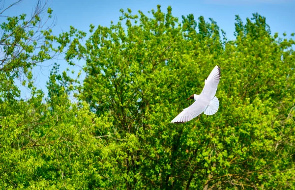 Mouettes Volant Sur Fond Arbre Ciel Bleu Sur Couleur — Photo