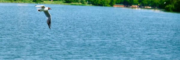 Weiße Möwe Fliegt Über Wasser — Stockfoto