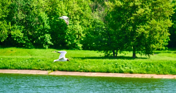 Mouette Blanche Survole Eau — Photo