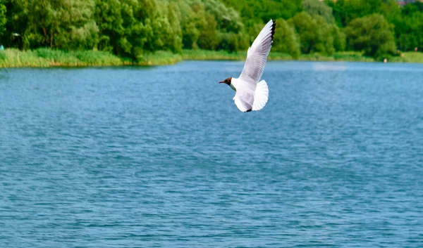 Beyaz Martı Suyun Üzerinde Uçar — Stok fotoğraf