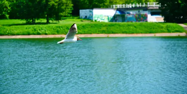 Белая Чайка Летает Над Водой — стоковое фото