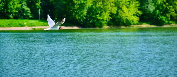 白いカモメが水の上を飛ぶ — ストック写真