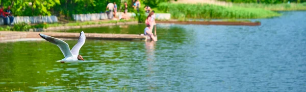 Weiße Möwe Fliegt Über Wasser — Stockfoto