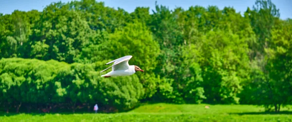 Mouettes Volant Sur Fond Arbre Ciel Bleu Sur Couleur — Photo