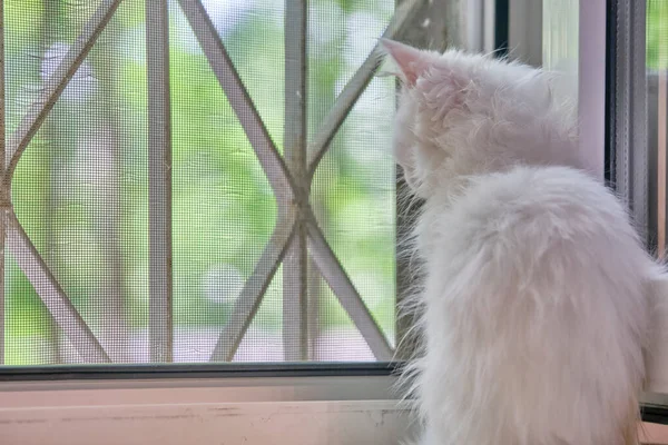 Gatito Blanco Sienta Junto Ventana —  Fotos de Stock