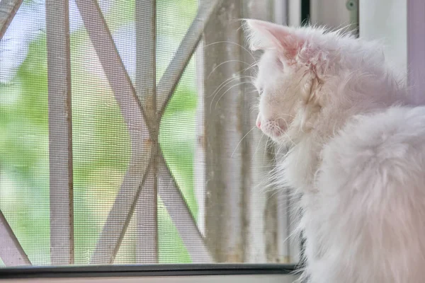 Gatito Blanco Sienta Junto Ventana —  Fotos de Stock