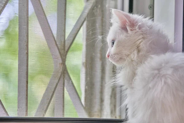 Weißes Kätzchen Sitzt Fenster — Stockfoto