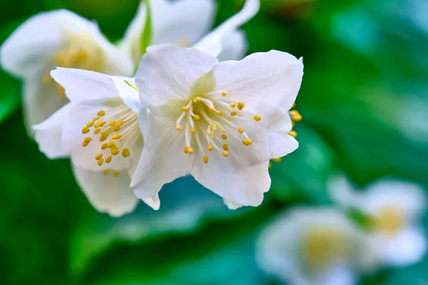Güzel Beyaz Çiçekler Bulanık Arkaplan — Stok fotoğraf