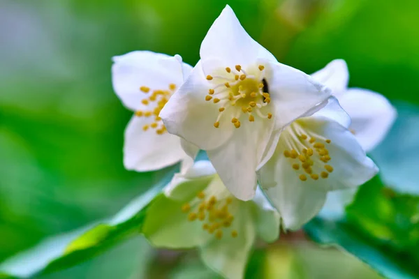 Beautiful White Flowers Blurred Background — Stock Photo, Image