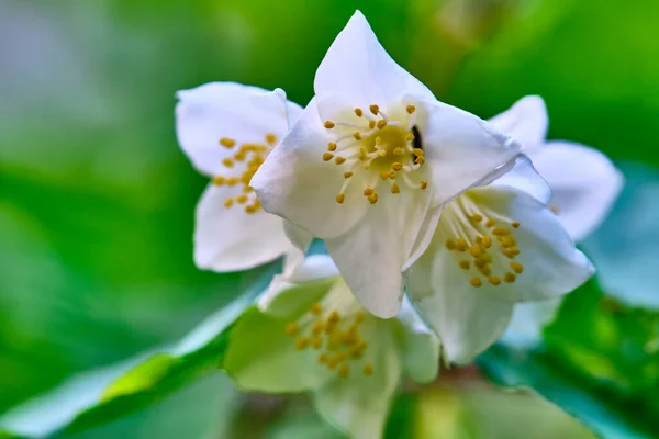 Beautiful White Flowers Blurred Background — Stock Photo, Image