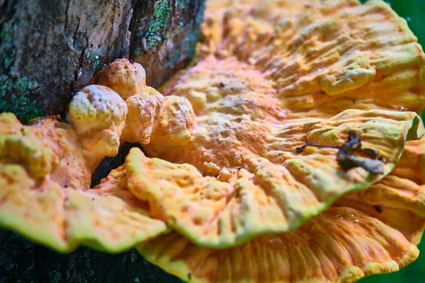 Schöne Chaga Pilze Wachsen Stamm Eines Baumes — Stockfoto