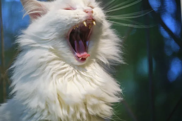 Gato Branco Boceja Amplamente Com Uma Boca — Fotografia de Stock