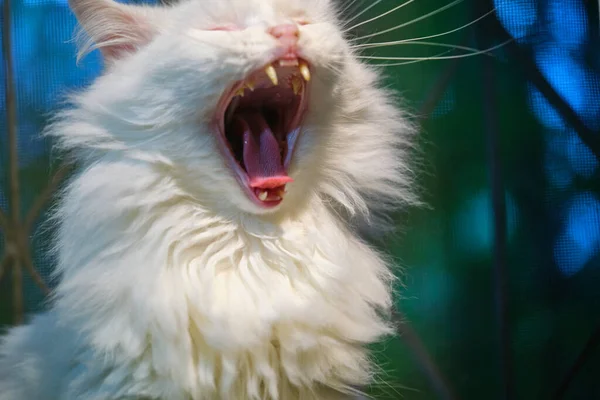 Λευκή Γάτα Χασμουρείται Ευρέως Στόμα — Φωτογραφία Αρχείου