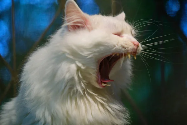 Blanc Chat Bâille Largement Avec Une Bouche — Photo