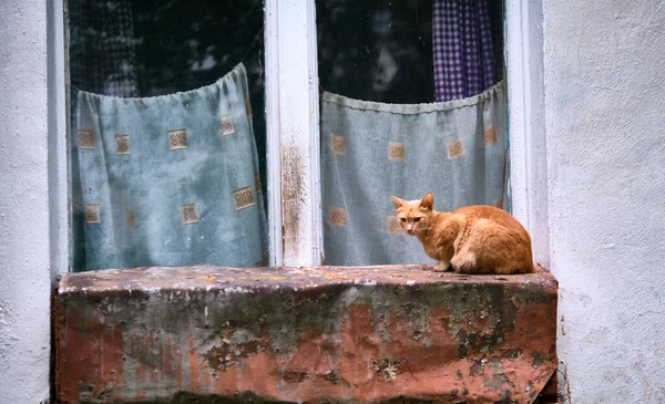 Вулична Кішка Сидить Вікні Генеральний План — стокове фото