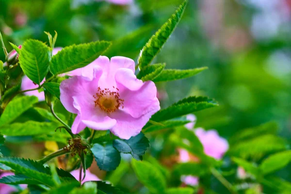 Zbliżenie Dzikich Kwiatów Ogólny Widok Planm Górnym Kolorze — Zdjęcie stockowe