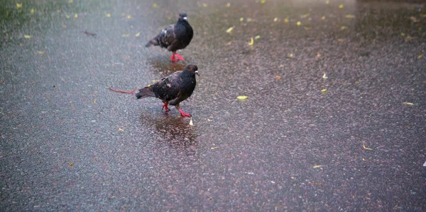 Dois Pombo Rua Vai Asfalto — Fotografia de Stock