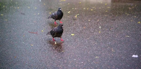 Deux Pigeons Rue Vont Sur Asphalte — Photo