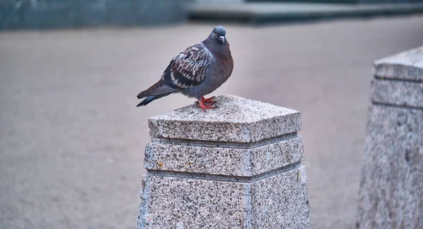 Straatduif Zit Een Stenen Paal — Stockfoto